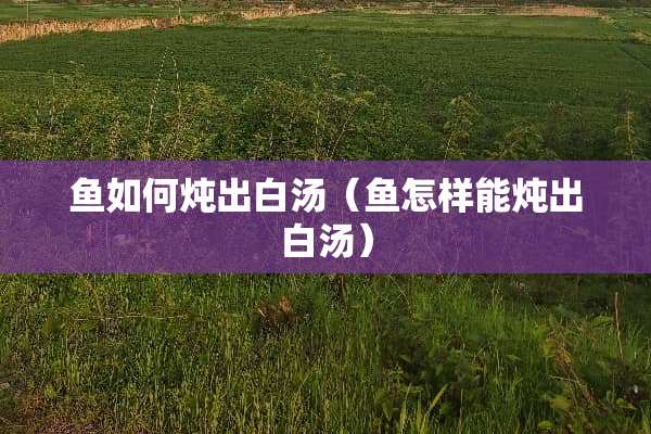 鱼如何炖出白汤（鱼怎样能炖出白汤）