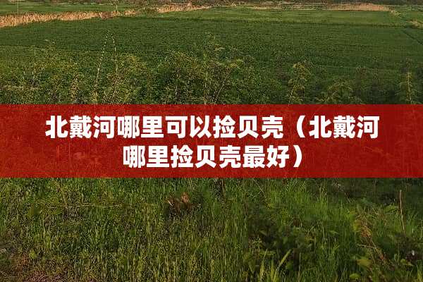 北戴河哪里可以捡贝壳（北戴河哪里捡贝壳最好）