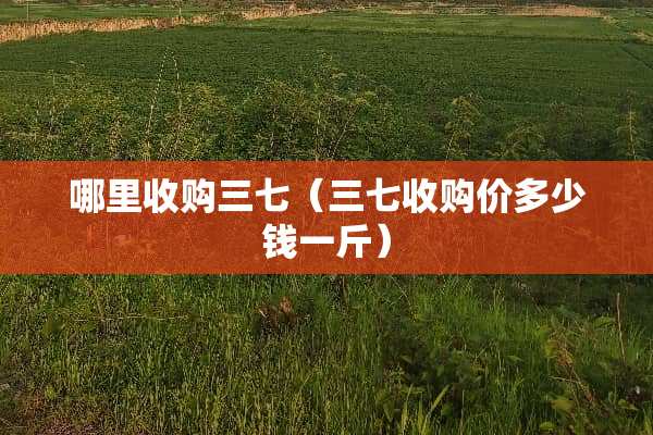 哪里收购三七（三七收购价多少钱一斤）