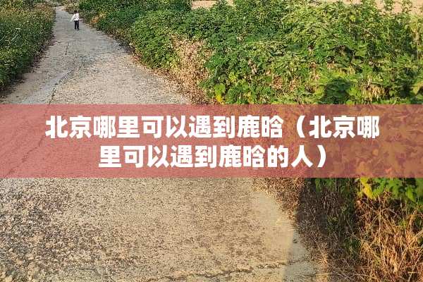 北京哪里可以遇到鹿晗（北京哪里可以遇到鹿晗的人）