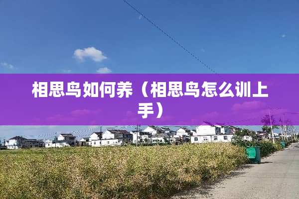 相思鸟如何养（相思鸟怎么训上手）