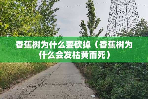 香蕉树为什么要砍掉（香蕉树为什么会发枯黄而死）