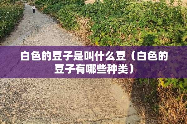 白色的豆子是叫什么豆（白色的豆子有哪些种类）