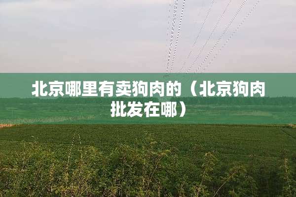 北京哪里有卖狗肉的（北京狗肉批发在哪）