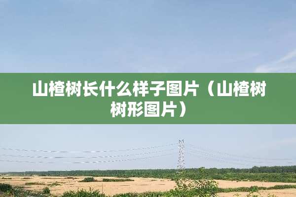 山楂树长什么样子图片（山楂树树形图片）