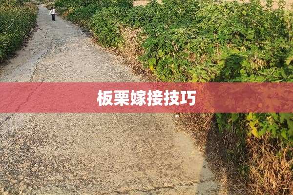 板栗嫁接技巧