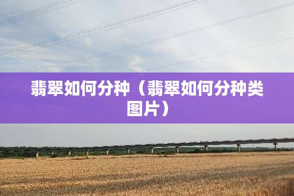 翡翠如何分种（翡翠如何分种类图片）