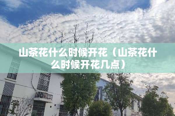 山茶花什么时候开花（山茶花什么时候开花几点）