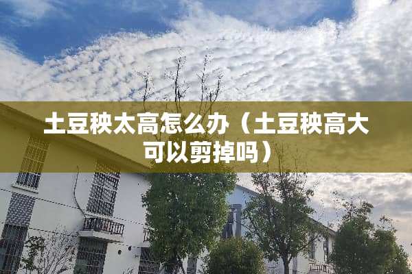 土豆秧太高怎么办（土豆秧高大可以剪掉吗）