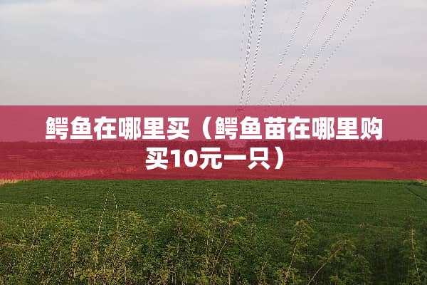 鳄鱼在哪里买（鳄鱼苗在哪里购买10元一只）