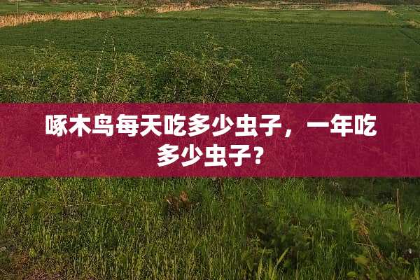 啄木鸟每天吃多少虫子，一年吃多少虫子？