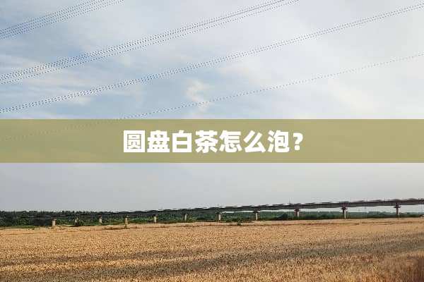 圆盘白茶怎么泡？
