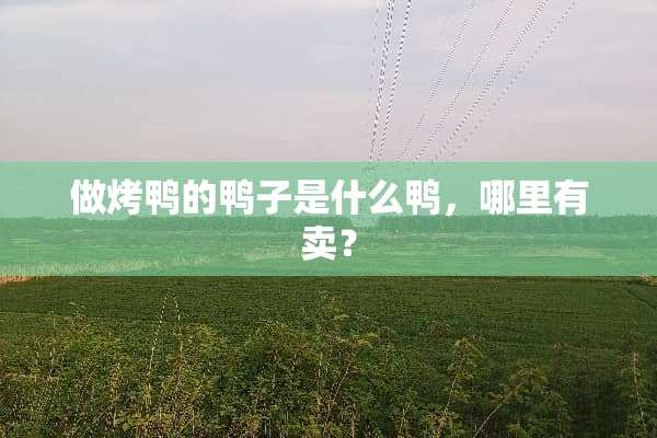 做烤鸭的鸭子是什么鸭，哪里有卖？