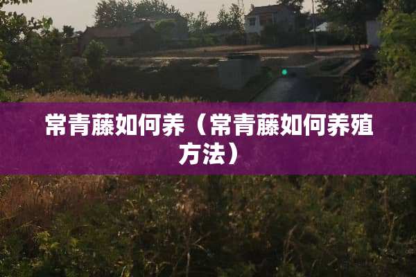 常青藤如何养（常青藤如何养殖方法）