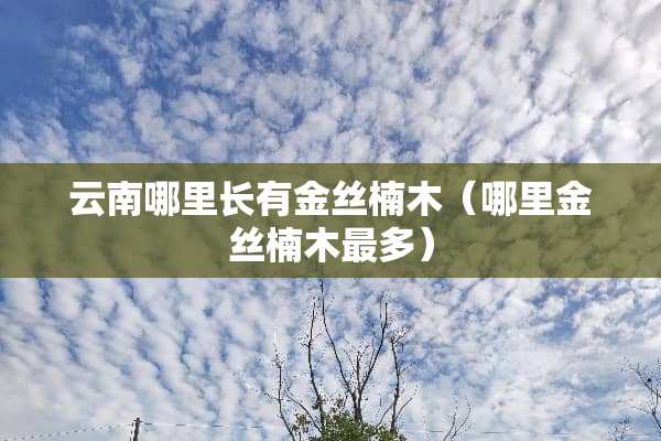 云南哪里长有金丝楠木（哪里金丝楠木最多）