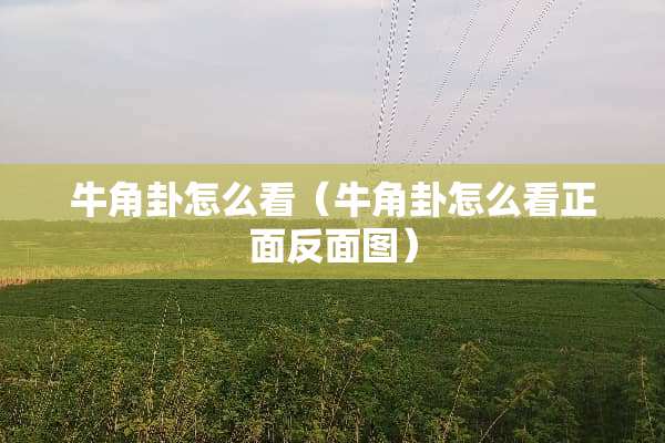 牛角卦怎么看（牛角卦怎么看正面反面图）