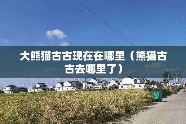 大熊猫古古现在在哪里（熊猫古古去哪里了）