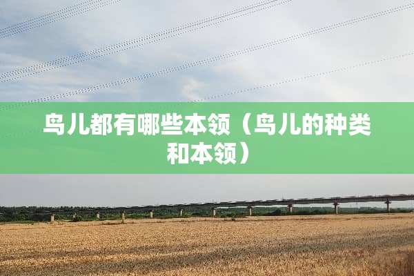 鸟儿都有哪些本领（鸟儿的种类和本领）
