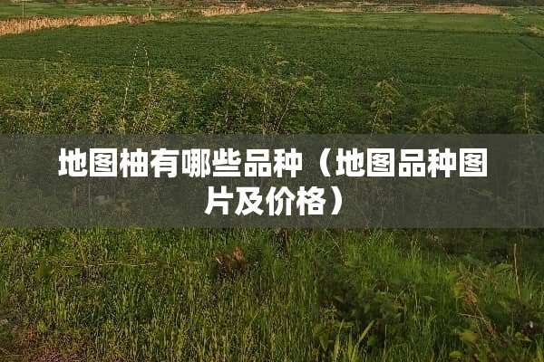 地图柚有哪些品种（地图品种图片及价格）