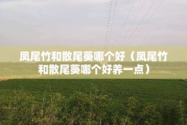 凤尾竹和散尾葵哪个好（凤尾竹和散尾葵哪个好养一点）