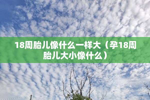 18周胎儿像什么一样大（孕18周胎儿大小像什么）