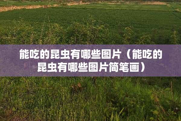 能吃的昆虫有哪些图片（能吃的昆虫有哪些图片简笔画）