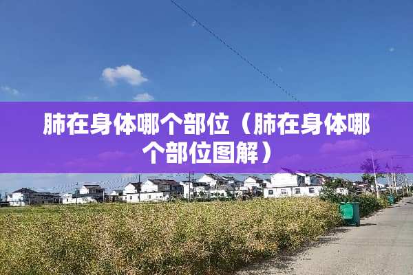 肺在身体哪个部位（肺在身体哪个部位图解）