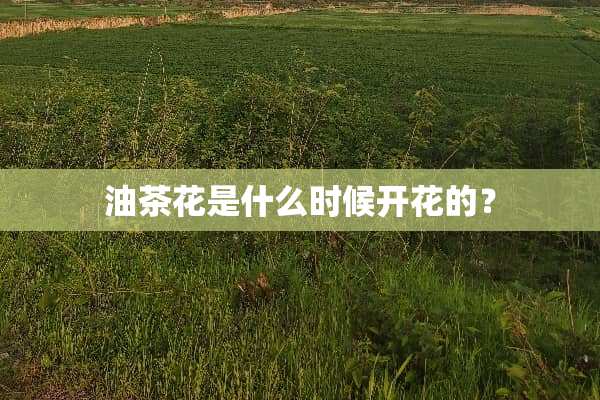 油茶花是什么时候开花的？