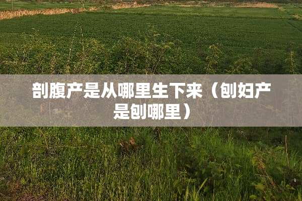 剖腹产是从哪里生下来（刨妇产是刨哪里）