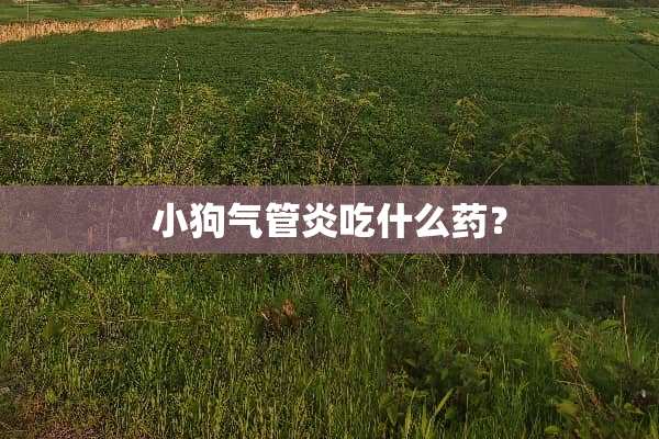 小狗气管炎吃什么药？