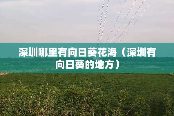 深圳哪里有向日葵花海（深圳有向日葵的地方）