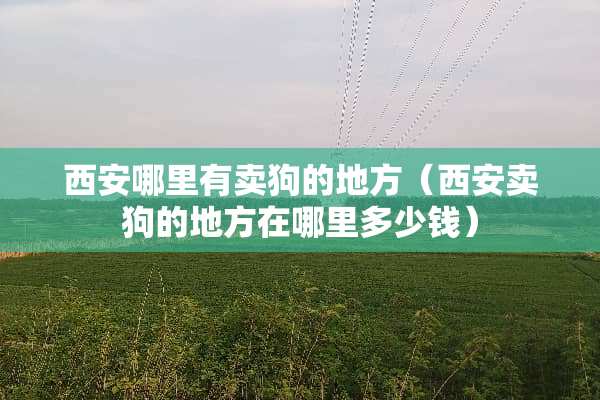 西安哪里有卖狗的地方（西安卖狗的地方在哪里多少钱）