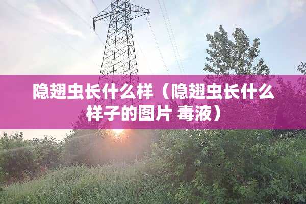隐翅虫长什么样（隐翅虫长什么样子的图片 毒液）