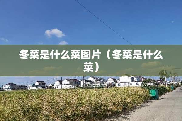 冬菜是什么菜图片（冬菜是什么菜）