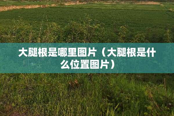 大腿根是哪里图片（大腿根是什么位置图片）