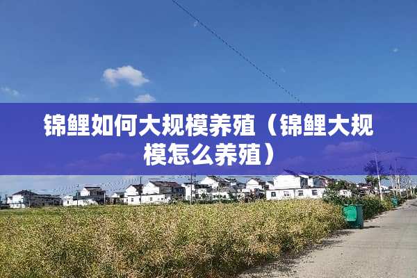锦鲤如何大规模养殖（锦鲤大规模怎么养殖）