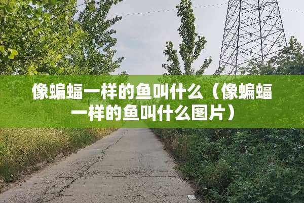 像蝙蝠一样的鱼叫什么（像蝙蝠一样的鱼叫什么图片）