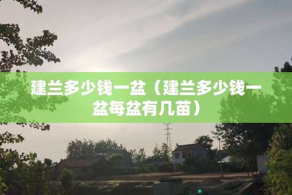 建兰多少钱一盆（建兰多少钱一盆每盆有几苗）