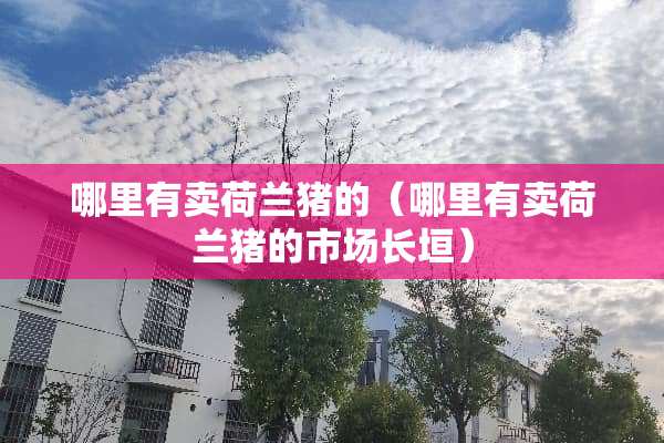 哪里有卖荷兰猪的（哪里有卖荷兰猪的市场长垣）