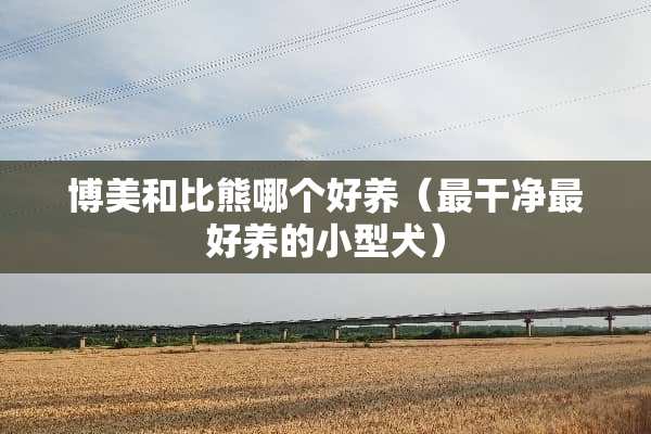 博美和比熊哪个好养（最干净最好养的小型犬）