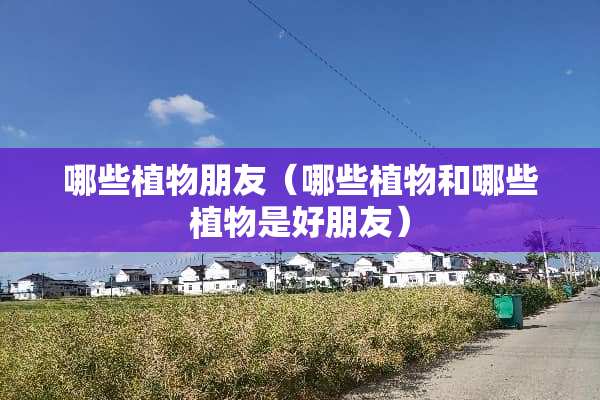 哪些植物朋友（哪些植物和哪些植物是好朋友）