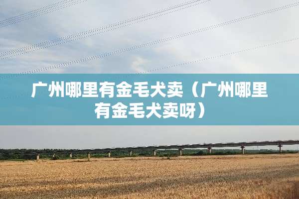 广州哪里有金毛犬卖（广州哪里有金毛犬卖呀）