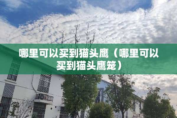 哪里可以买到猫头鹰（哪里可以买到猫头鹰笼）