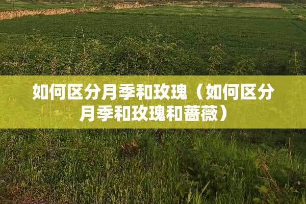 如何区分月季和玫瑰（如何区分月季和玫瑰和蔷薇）