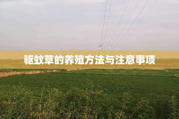 驱蚊草的养殖方法与注意事项