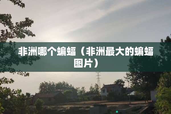 非洲哪个蝙蝠（非洲最大的蝙蝠图片）