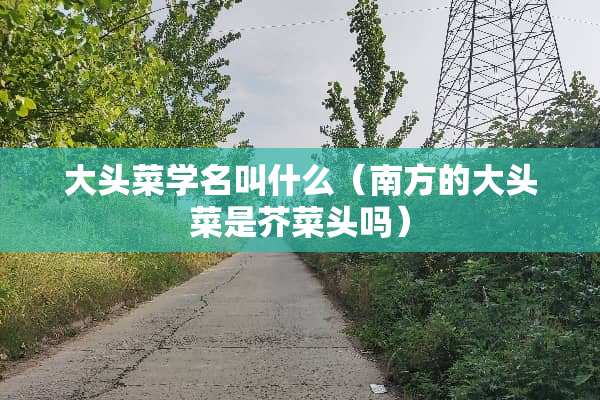 大头菜学名叫什么（南方的大头菜是芥菜头吗）