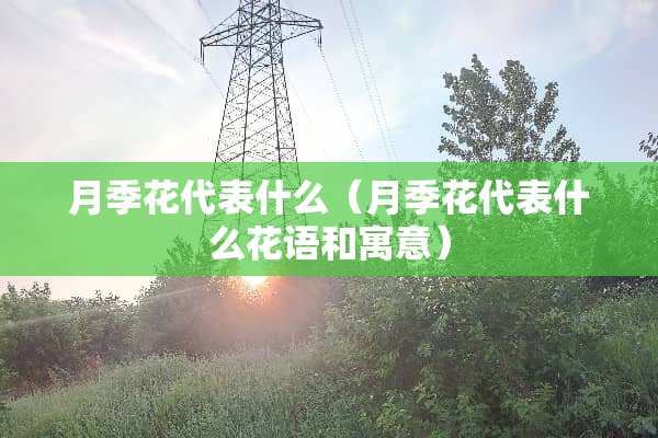 月季花代表什么（月季花代表什么花语和寓意）
