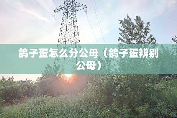 鸽子蛋怎么分公母（鸽子蛋辨别公母）