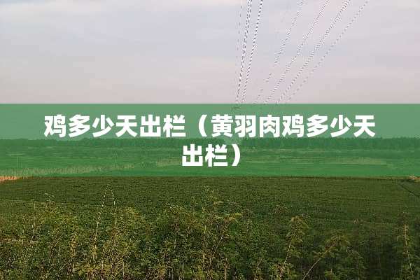 鸡多少天出栏（黄羽肉鸡多少天出栏）